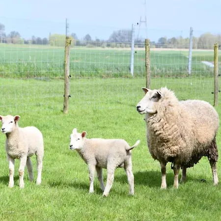 Apartman In Near The